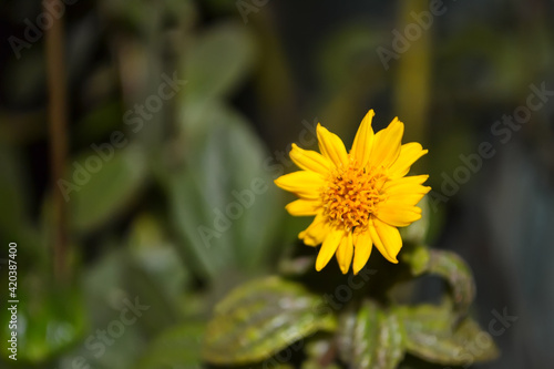 yellow flower of a sunflower