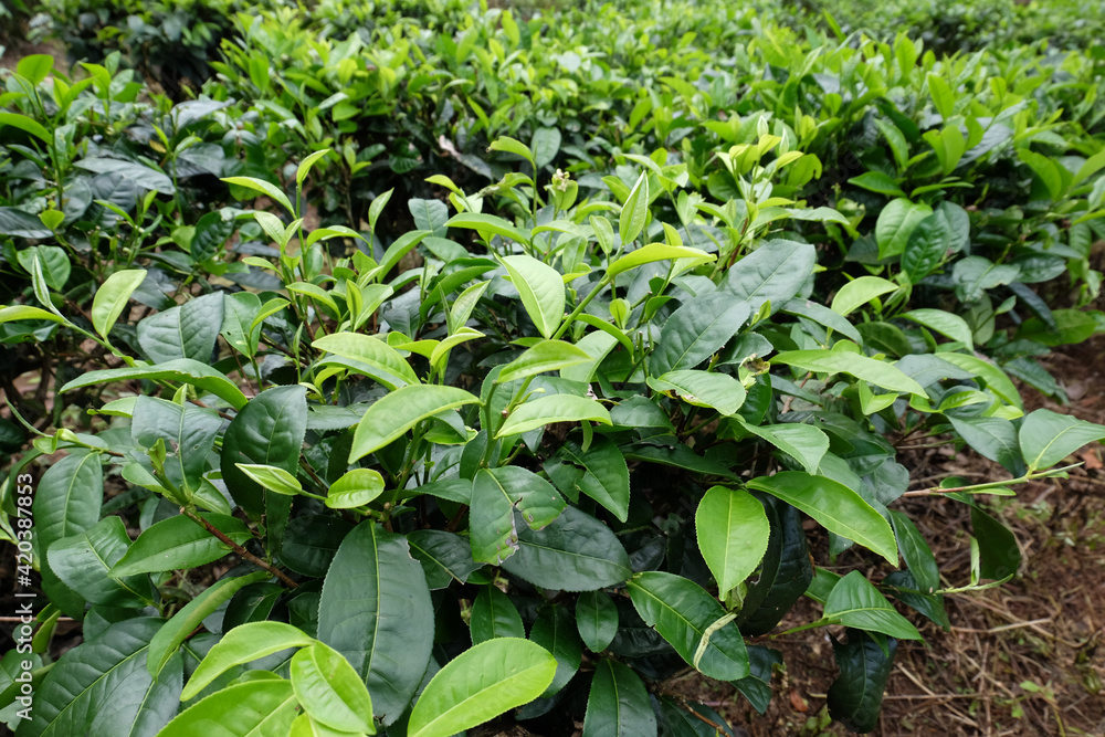 tea plant, commonly known as the species Camellia sinensis, a plant whose leaves and shoots are used to make tea. This plant belongs to the genus Camellia, a genus of flowering plants from the family tea plant, commonly known as the species Camellia sinensis, a plant whose leaves and shoots are used to make tea. This plant belongs to the genus Camellia, a genus of flowering plants from the family