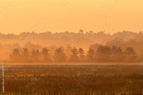 Morning in the meadow