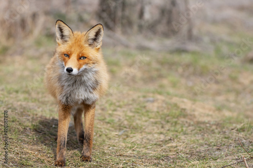 Close up of a red fox Vulpes vulpes standing on grass