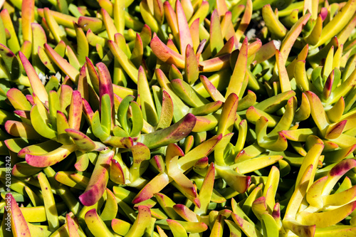 Photos Carpobrotus edulis plant in the garden in spring