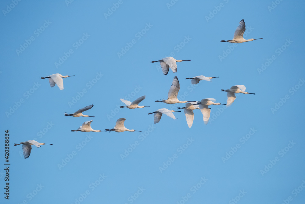 flock of white spoonbills fly in the blue sky