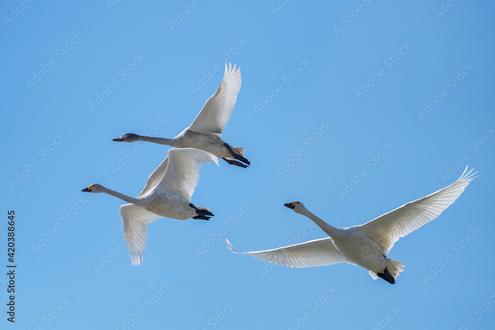 flying little swan