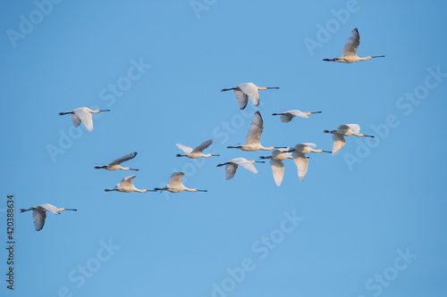 flock of white spoonbills fly in the blue sky