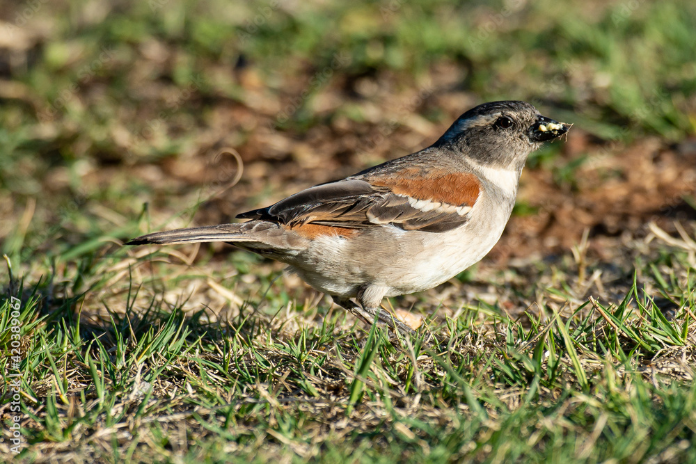 Moineau mélanure,.Passer melanurus, Cape Sparrow Moineau mélanure,.Passer melanurus, Cape Sparrow