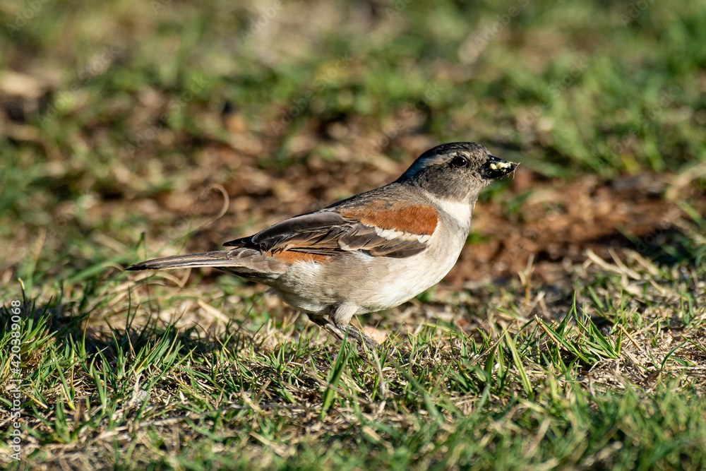 Moineau mélanure,.Passer melanurus, Cape Sparrow Moineau mélanure,.Passer melanurus, Cape Sparrow