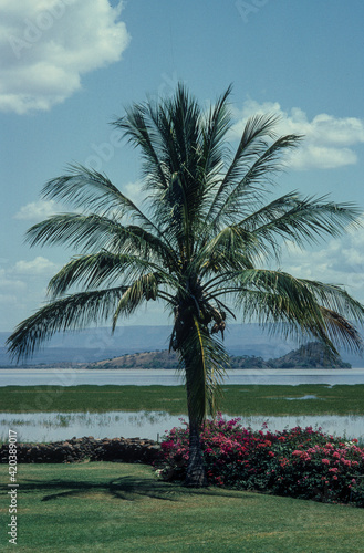 Cocoter, cocos nucifera, Lac Baringo, Parc national, Vallée du Grand Rift, Kenya