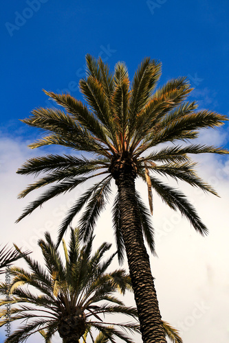 Palm trees under blue sky in Elche