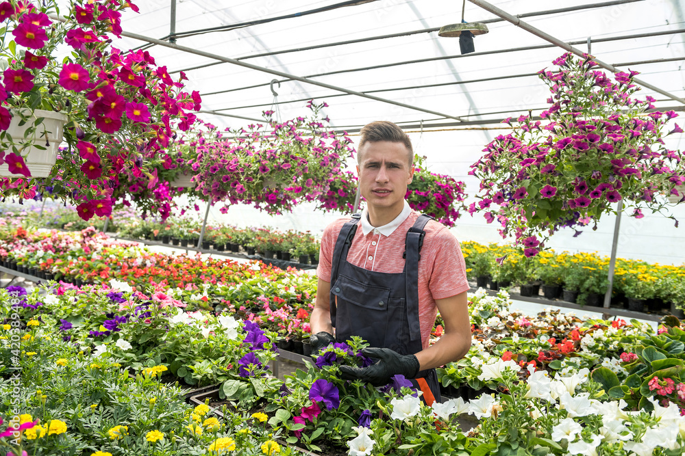 Male gardener is taking care of plants while gardening flowers in greenhouse