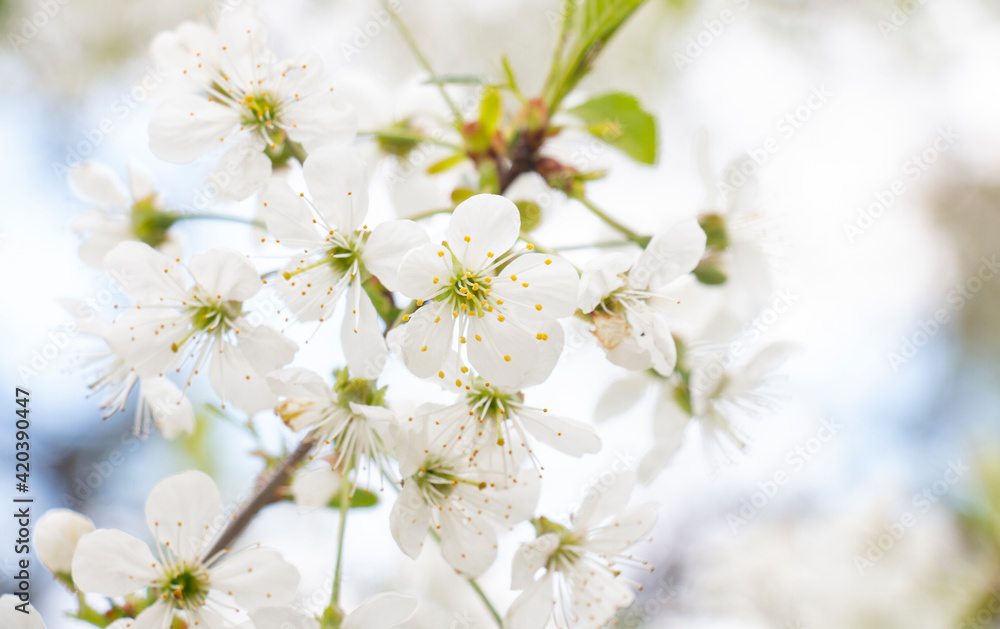 white cherry flowers blooming in April in spring in the garden white cherry flowers blooming in April in spring in the garden