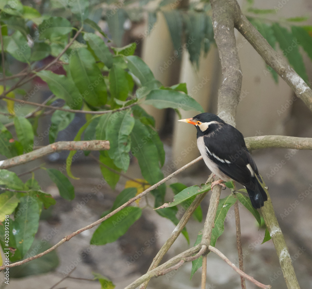 Fototapeta premium Asian pied starling