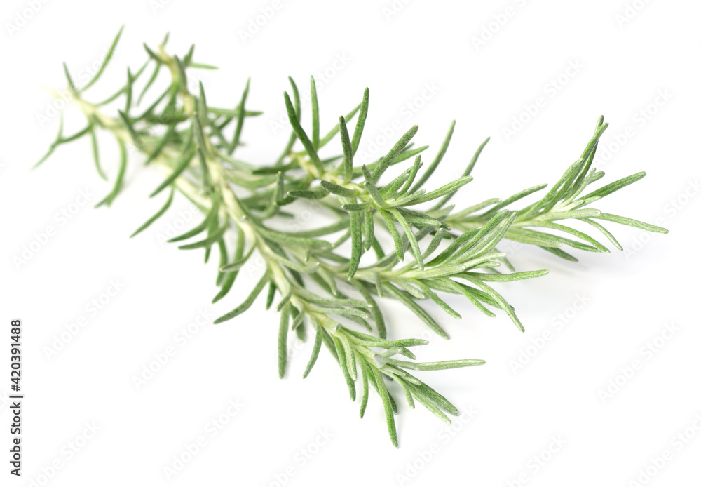 fresh curry plant isolated on white background fresh curry plant isolated on white background