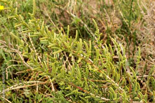 Sarcocornia Fruticosa plant in the wetlands of Spain