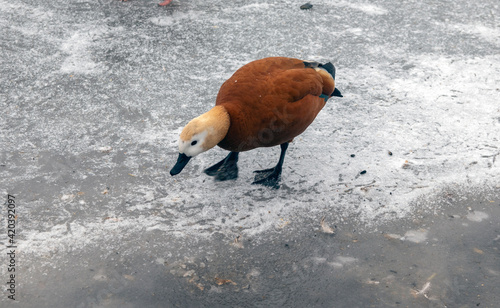 Wild duck Ogar on a frozen lake. Close-up photo