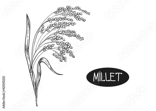 Hand drawn sketch black and white set of ear millet, leaf, grain. Vector illustration. Elements in graphic style label, card, sticker, menu, package. Engraved style illustration.