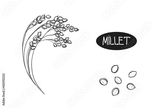 Hand drawn sketch black and white set of ear millet, leaf, grain. Vector illustration. Elements in graphic style label, card, sticker, menu, package. Engraved style illustration.