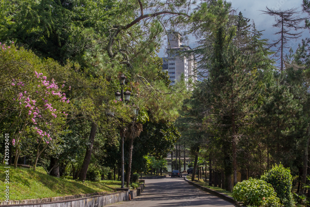 Fototapeta premium Alley in the park