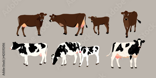 cattle, jersey cattle, holstein cattle, cows and calf