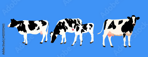 Fotografia Holstein, cow and calf