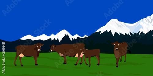 Jersey cattle with mountains background