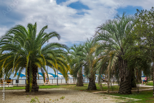 Palm trees on the beach © Александр Семыкин