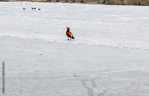 Wild duck Red-colored ogar on the ice of a frozen lake.