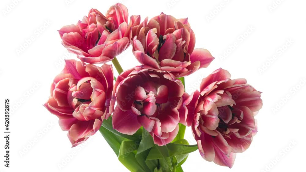 Beautiful bouquet of red tulips on white background, close-up. Holiday bouquet. Wedding backdrop, Valentines Day concept.