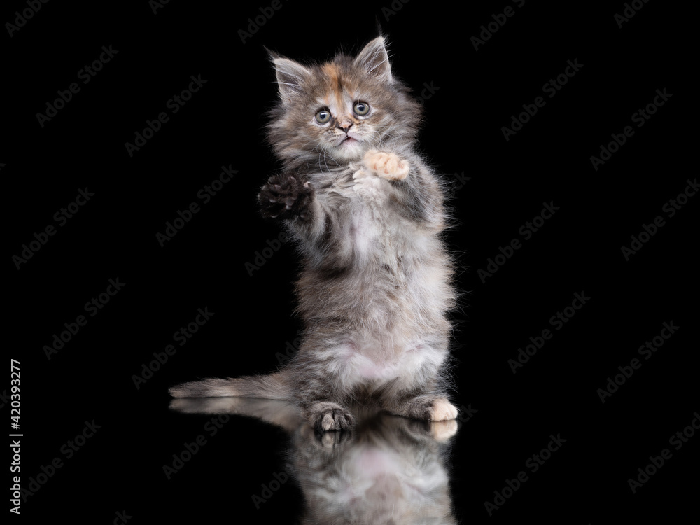 Obraz premium Maine Coon kitten on a on a black .background with reflection. Cat waving paws, playing