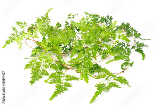 fresh climbing fern leaves isolated on pure white background