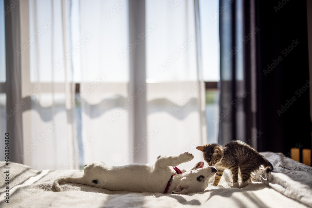 Little cat and doggy playing on the bed.