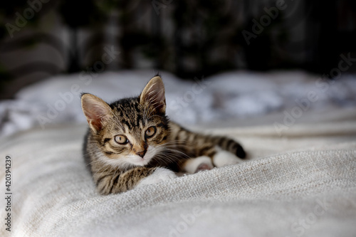 Young tabby cat posing on the bed in a natural window light.