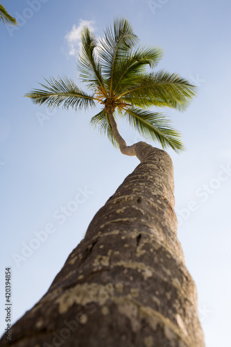 Palmera