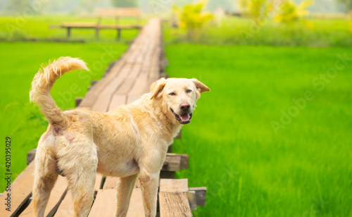 Dog looking back and smile face on the wooden bridge.