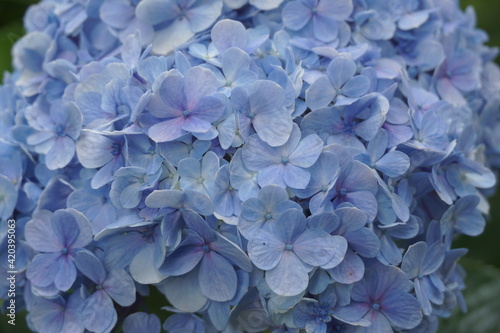 Hydrangea or hortensia flower with a natural background © Mang Kelin