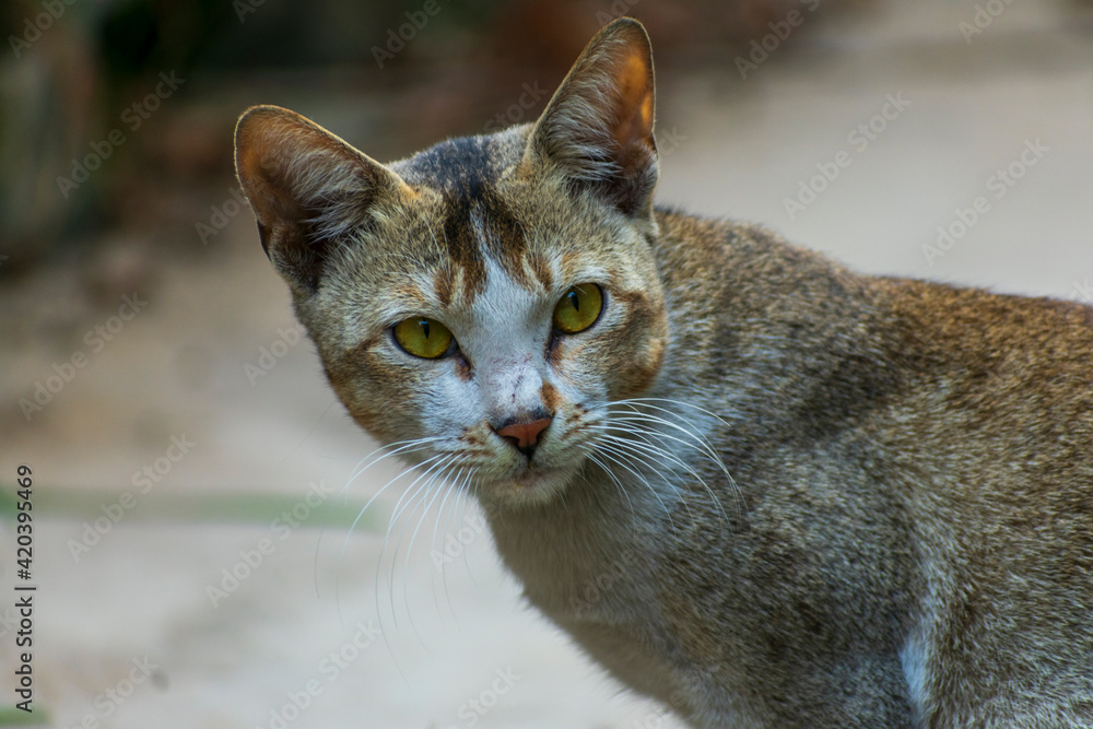Indian cat domestic pet looking at camera Indian cat domestic pet looking at camera