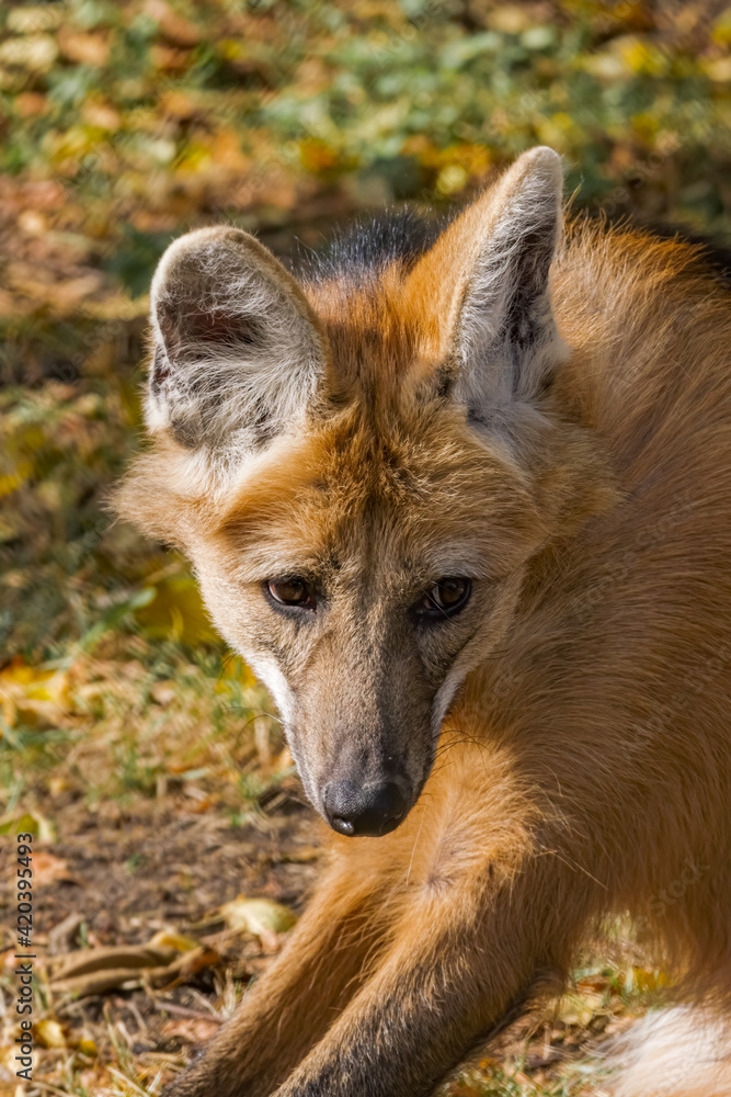 Fototapeta premium Maned Wolf (Chrysocyon brachyurus)