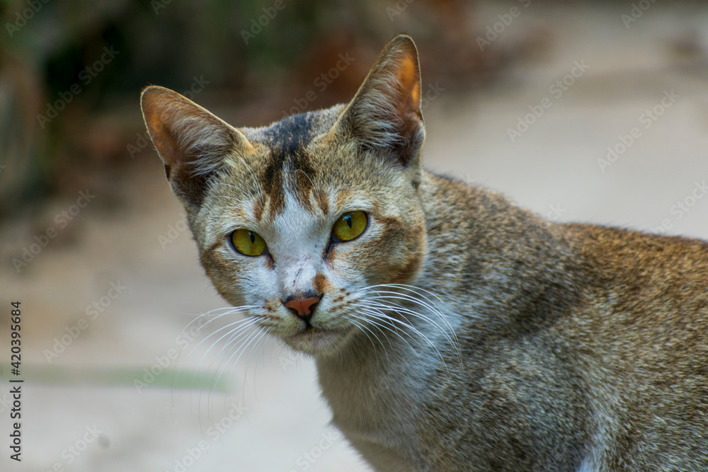 Indian cat domestic pet looking at camera Indian cat domestic pet looking at camera