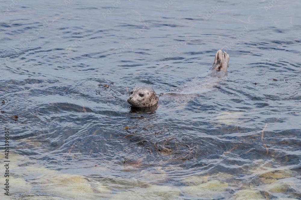 Fototapeta premium Common Seal (Phoca vitulina) at Chowiet Island, Semidi Islands, Alaska, USA
