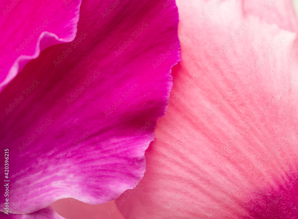 pink flower petals as background
