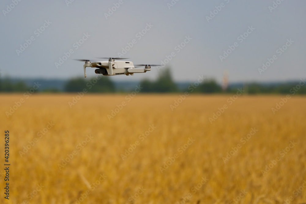 Drone flies over a yellow wheat field in the countryside. Drone flies over a yellow wheat field in the countryside.