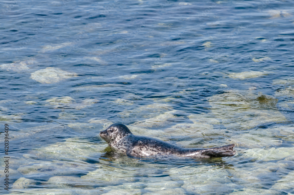 Common Seal (Phoca vitulina) at Chowiet Island, Semidi Islands, Alaska, USA
