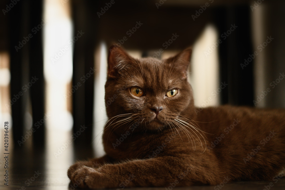 Portrait of British shorthair , brown cat , cinnamon color