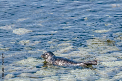 Common Seal (Phoca vitulina) at Chowiet Island, Semidi Islands, Alaska, USA