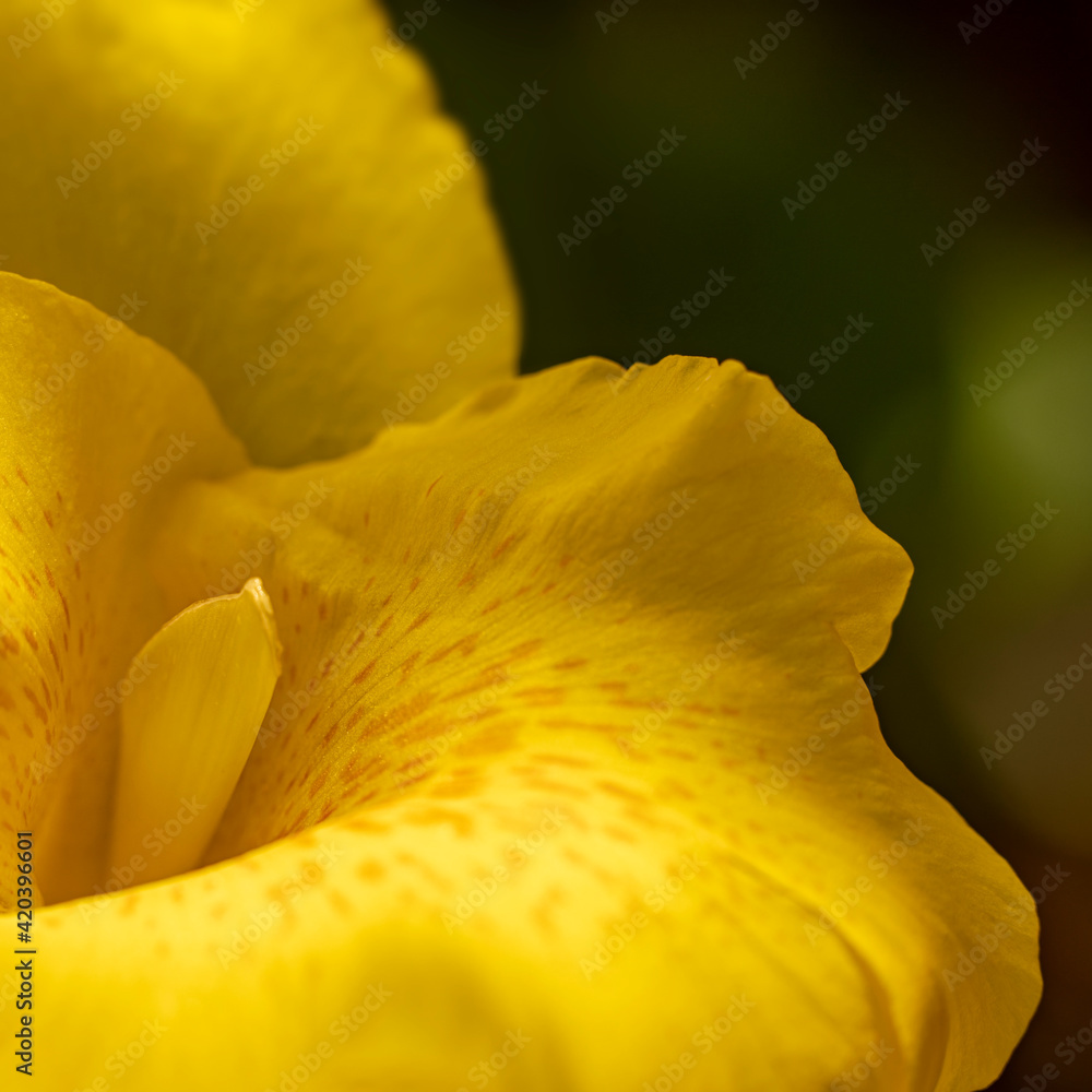 Fototapeta premium Yellow Canna Lily flower close-up
