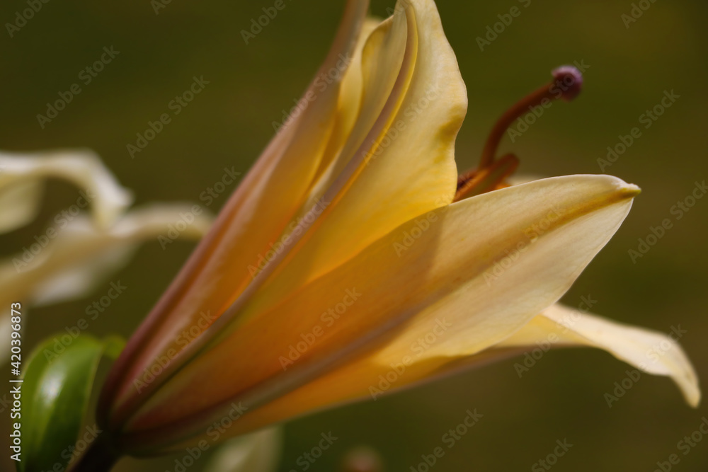 Beautiful blooming lily in the garden or park. Beautiful blooming lily in the garden or park.