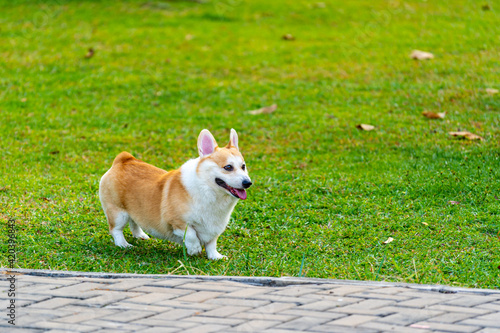 Adorable Pembroke Welsh Corgi dog playing at summer park © Quang
