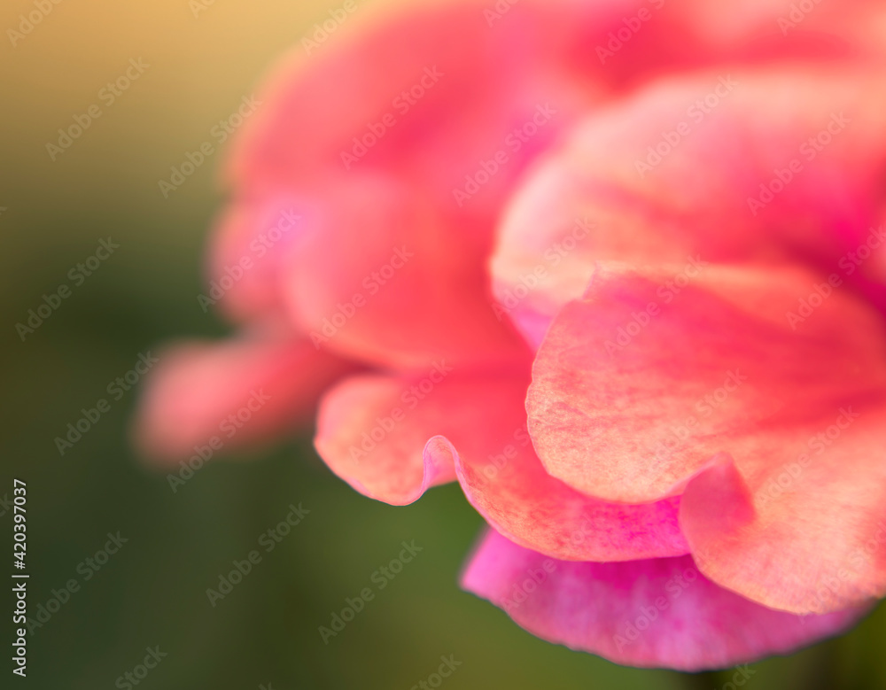 Pink Geranium flower petals macro close-up
