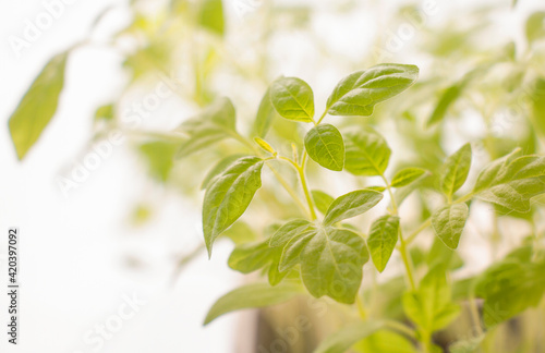young hot red pepper leaves on white background