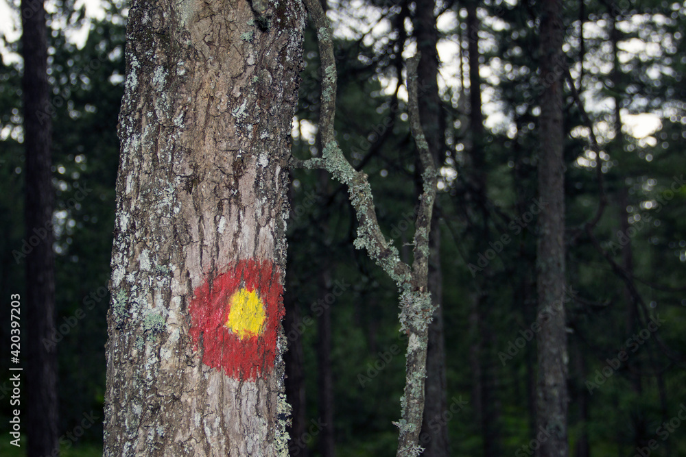 Naklejka premium A mountain hiking route marker on a tree trunk