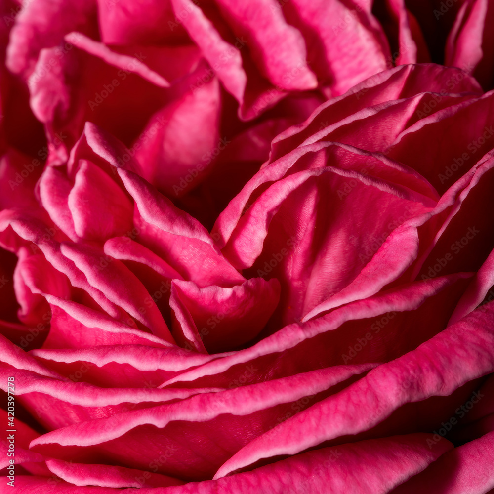 Naklejka premium Pink Rose flower